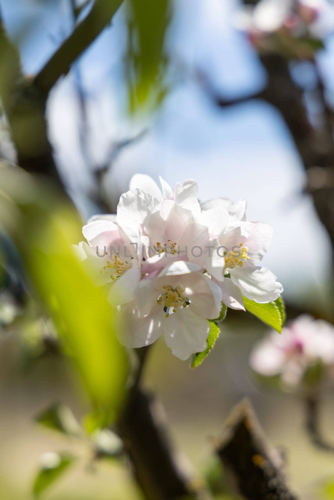 Close up of delicate apple blossoms bathed in sunlight, capturing the essence of springtime renewal and the promise of a fruitful harvest