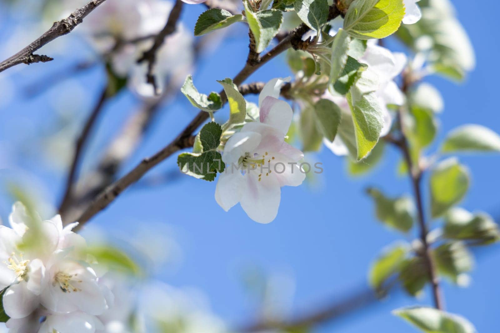 Close up of delicate white apple blossoms and fresh green leaves on a branch, basking in sunlight against a clear blue sky