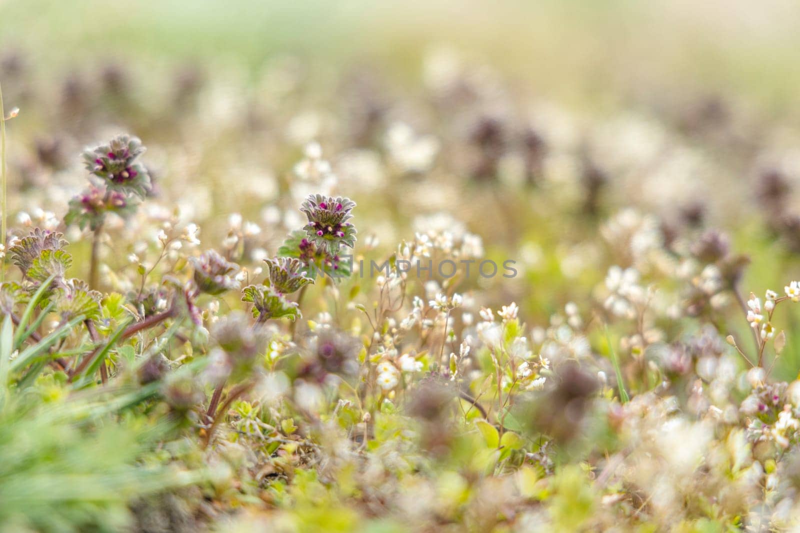 Close-up of lamium purpureum and capsella bursa-pastoris blooming in a field during springtime, creating a vibrant display of colors