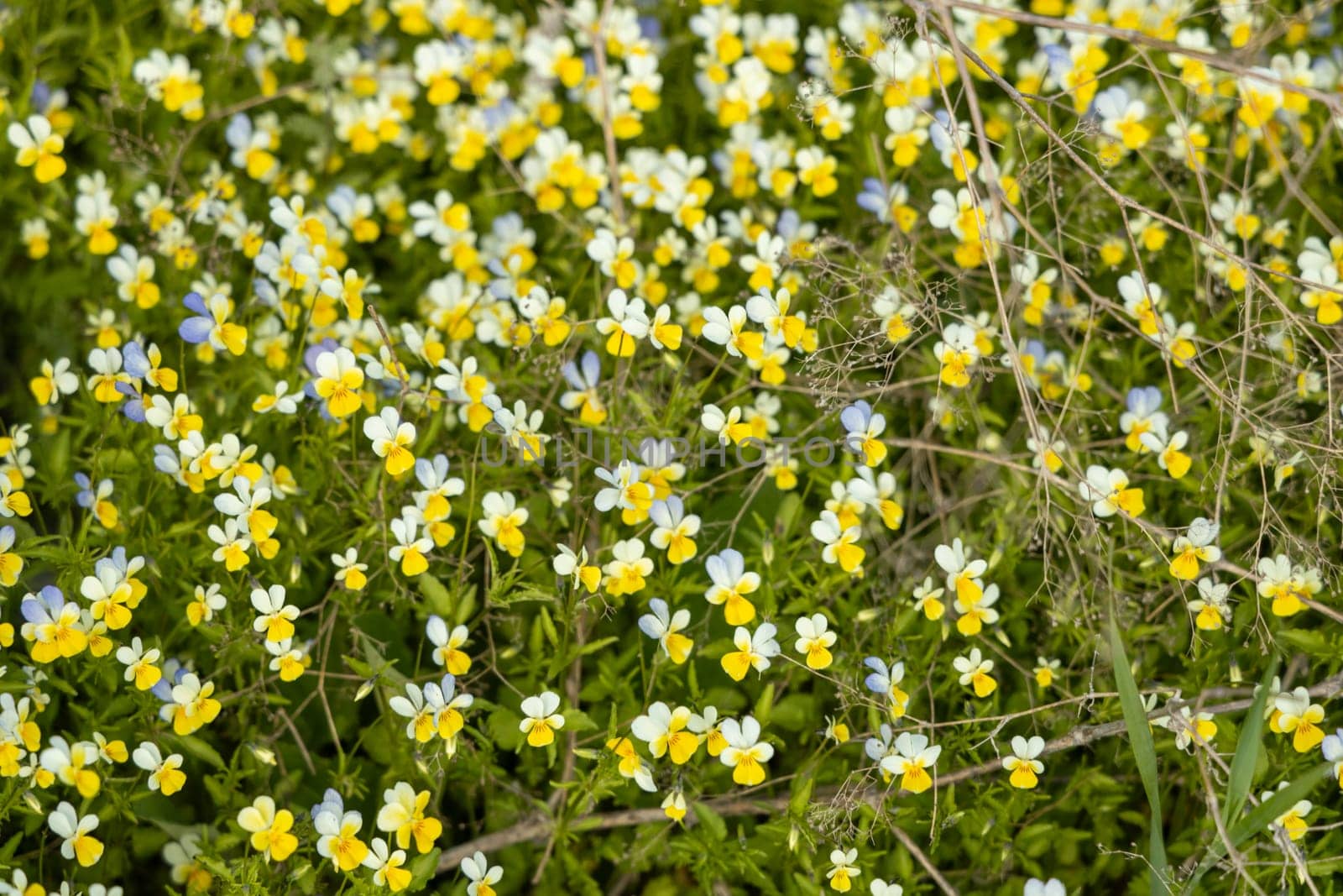 Carpet of wild pansies blooming in a meadow during springtime, creating a vibrant display of colors