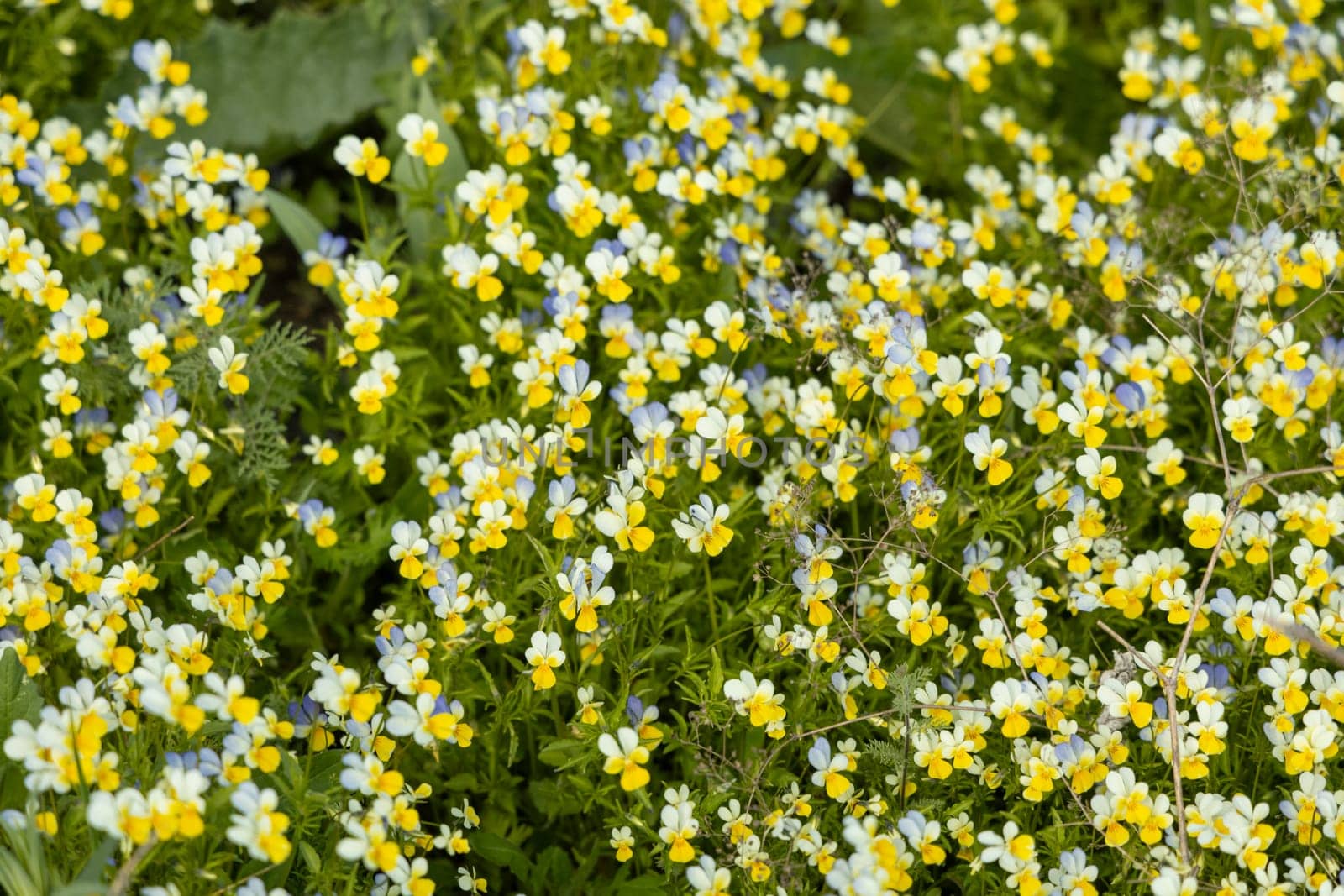 Yellow, white and blue field pansies create a vibrant floral background in a spring meadow