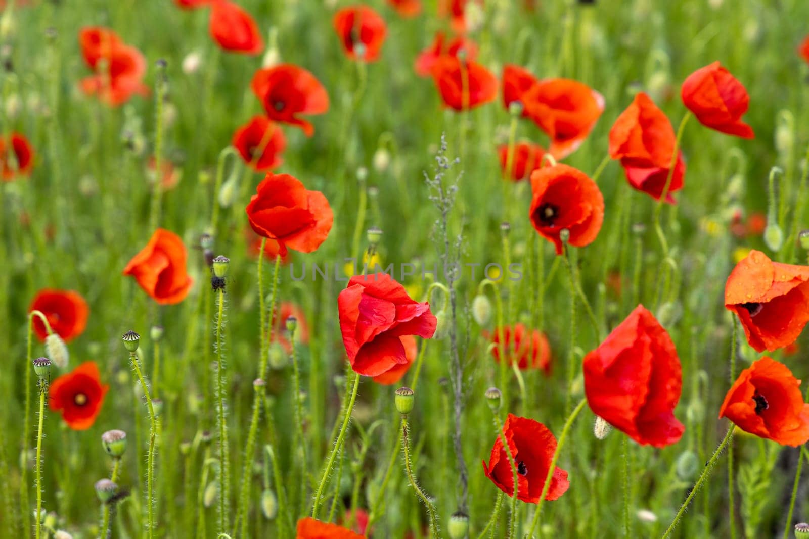 Red poppies blooming in a lush green field, creating a vibrant and colorful natural landscape filled with beauty and tranquility