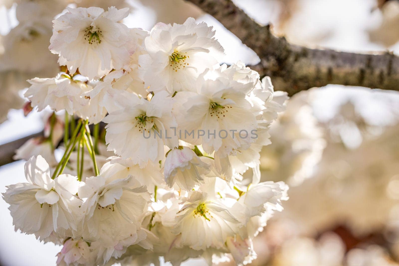 Close-up of delicate white cherry blossoms illuminated by sunlight, creating a beautiful springtime scene