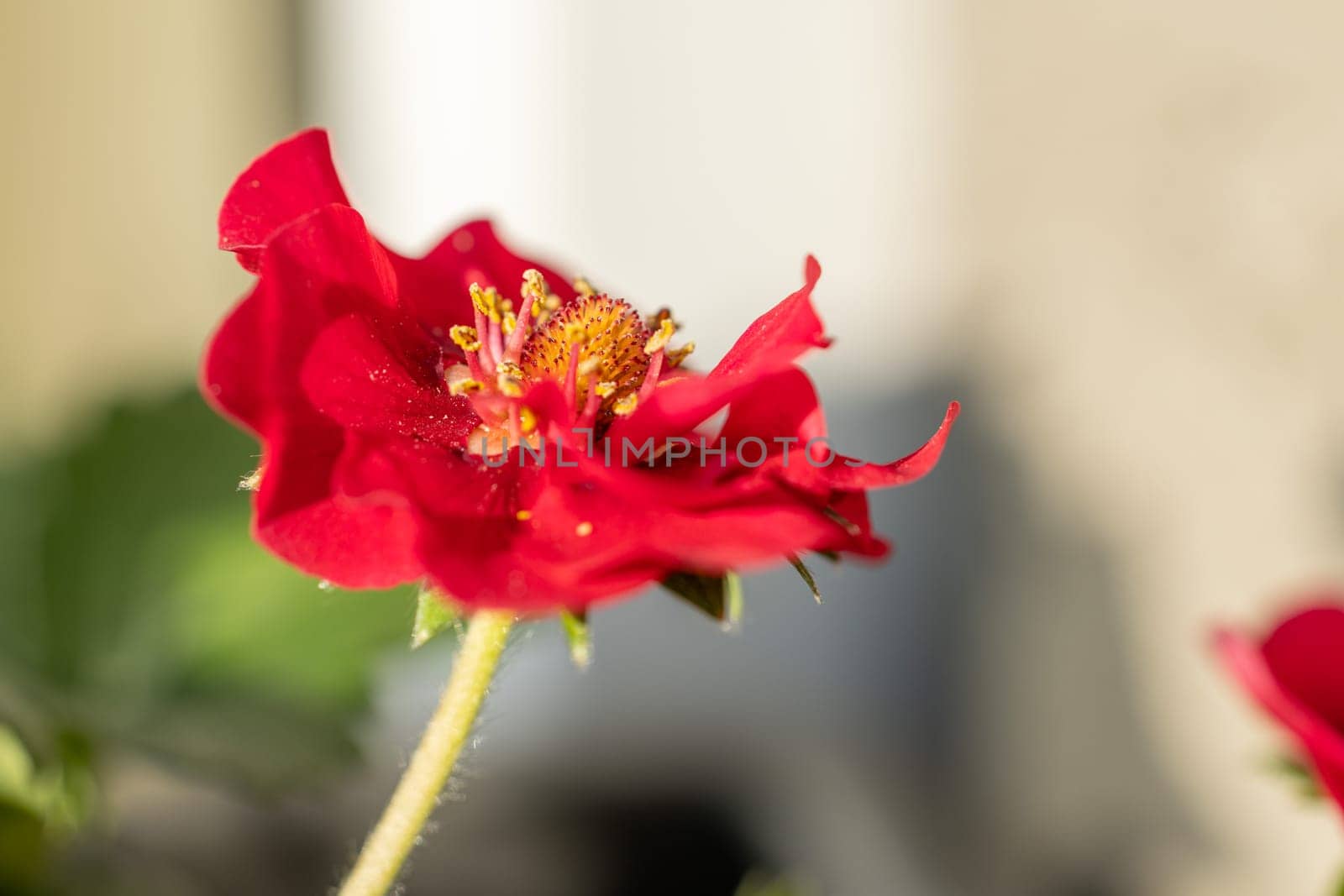 Close up of a vibrant red potentilla flower blooming in spring, showcasing its delicate petals and yellow center