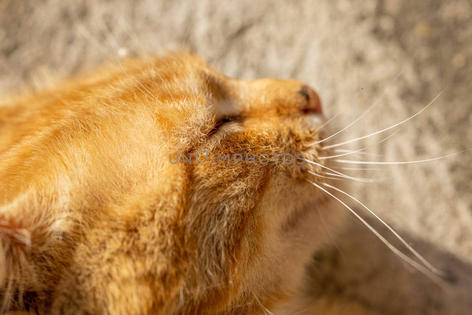 Close-up of a ginger cat's face, basking in the warmth of sunlight, showcasing its serene expression and delicate whiskers