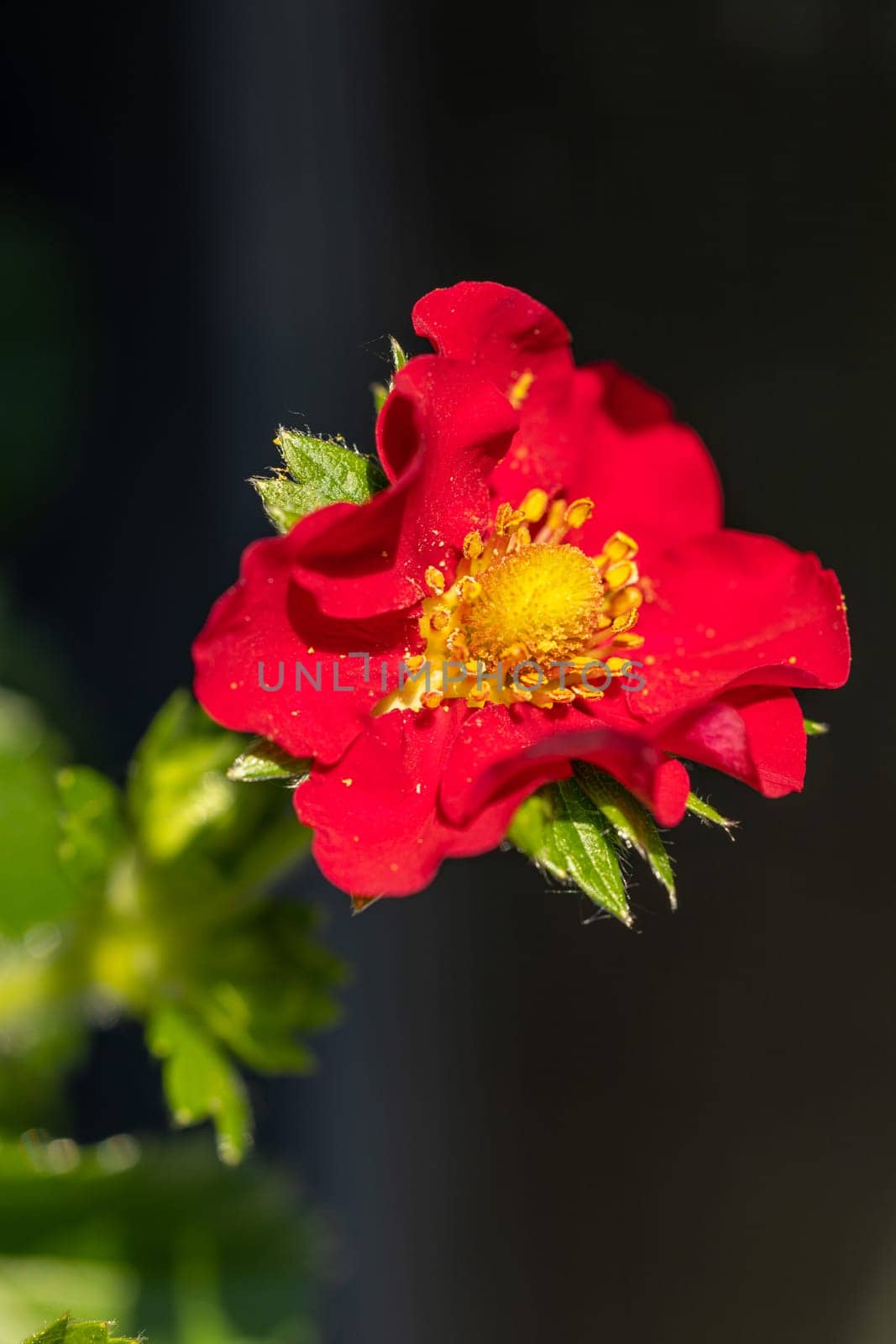 Close-up of a vibrant red potentilla flower in full bloom, revealing its delicate yellow center and intricate details