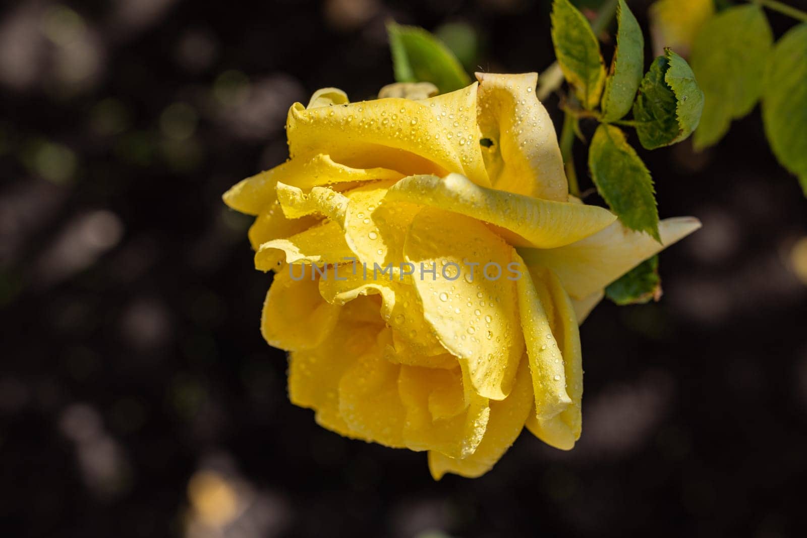 Close-up of a vibrant yellow rose covered in glistening water droplets, showcasing its delicate petals and beauty in a garden setting