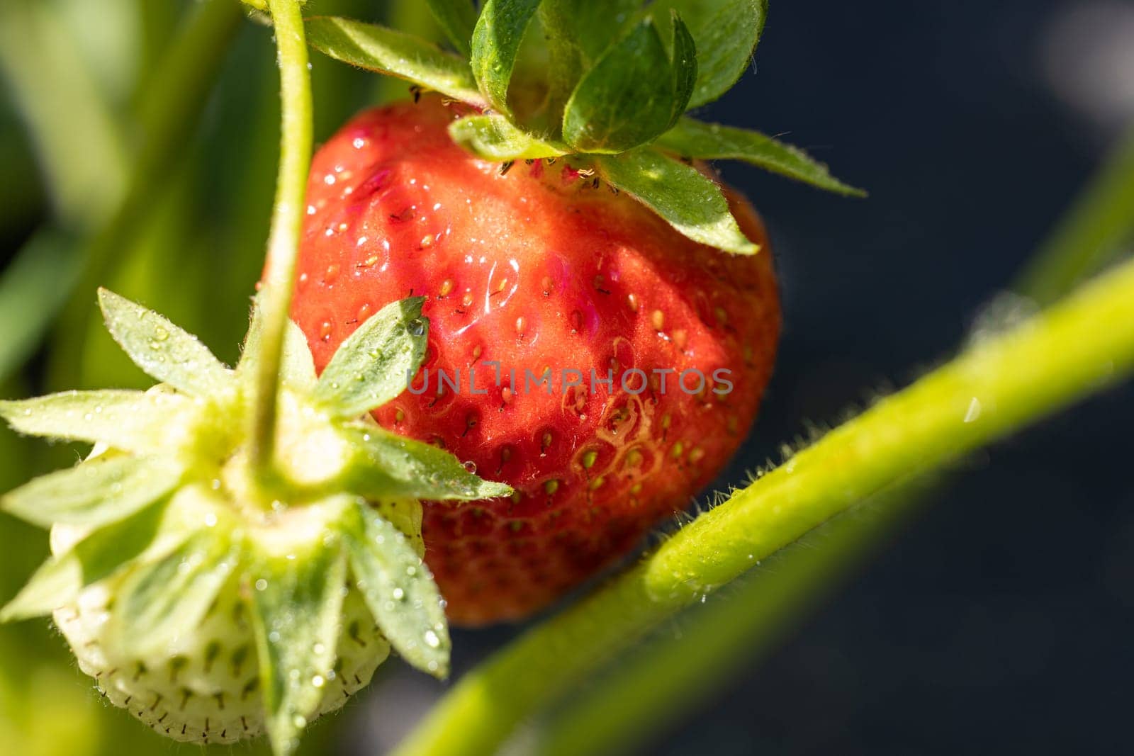 Close-up of a juicy red strawberry ripening on a green stem, illuminated by sunlight