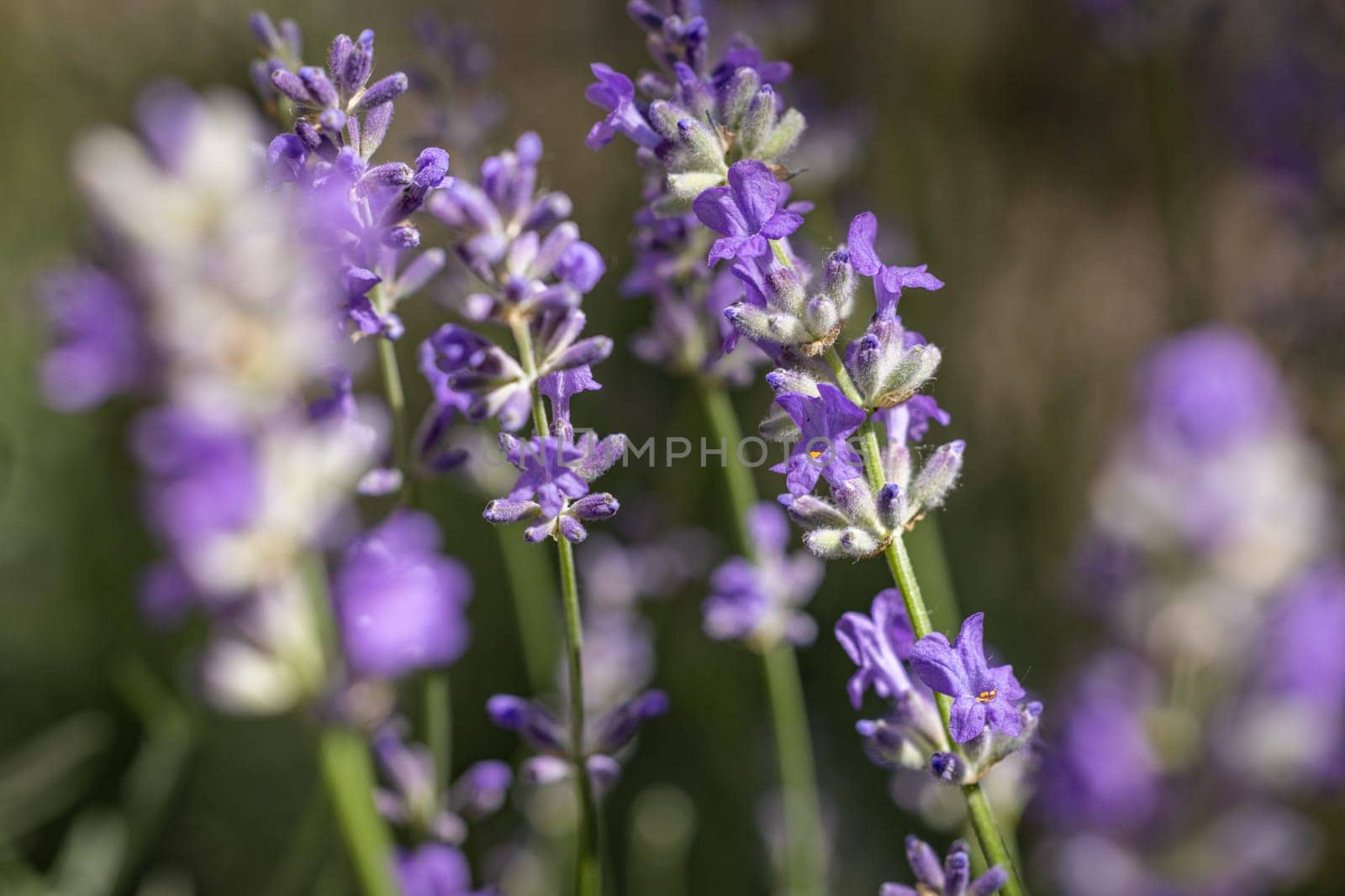 Close-up view of lavender flowers blooming in a field, showcasing their vibrant purple petals and green stems on a sunny day