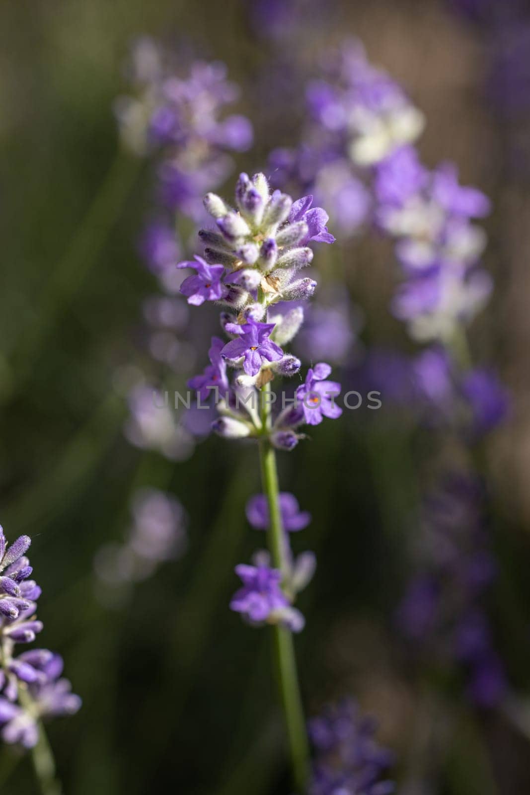 Close up of lavender flowers blooming, showcasing vibrant purple blossoms against a soft focus background of green foliage