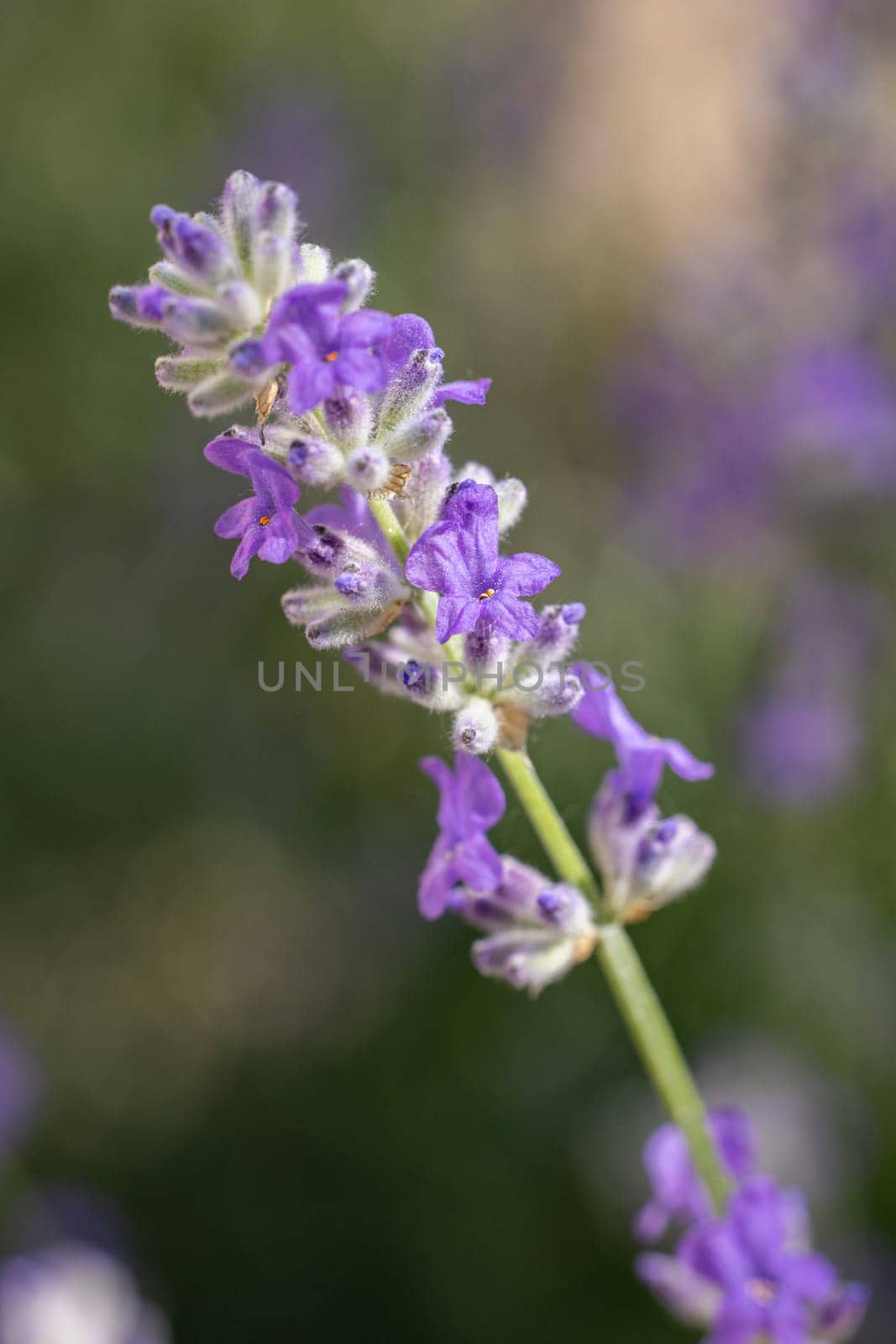 Close-up of lavender flowers blooming in a field, displaying vibrant purple color and delicate details