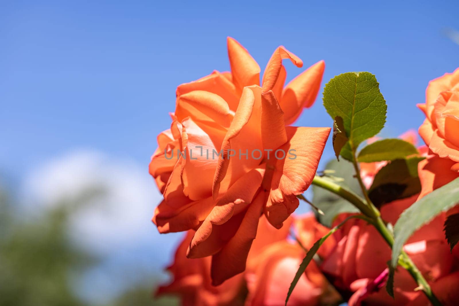 Close-up of beautiful orange roses growing in a garden with blue sky background, enjoying the summer sunlight