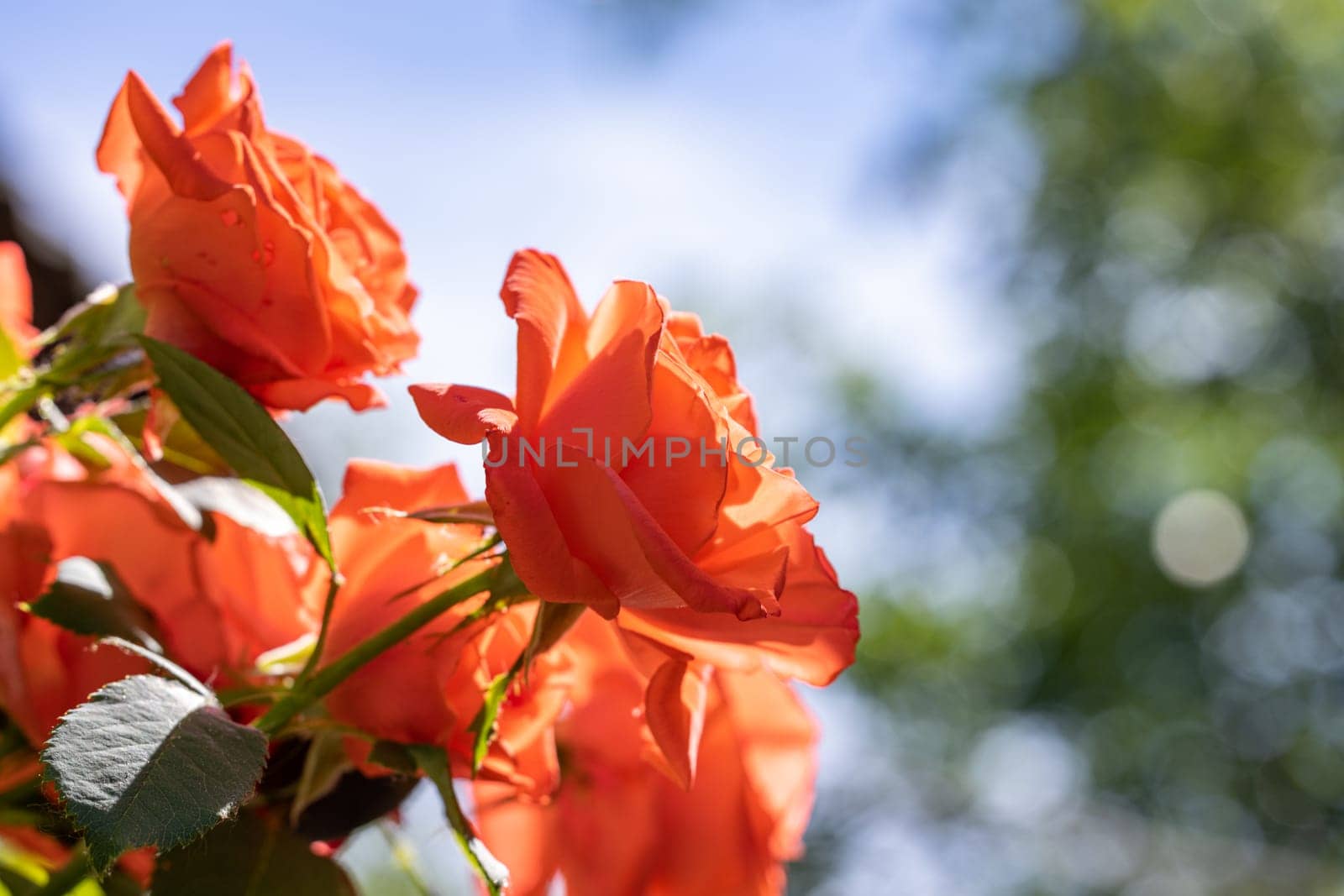 Vibrant orange roses blooming under a clear blue sky, capturing the essence of a summer garden