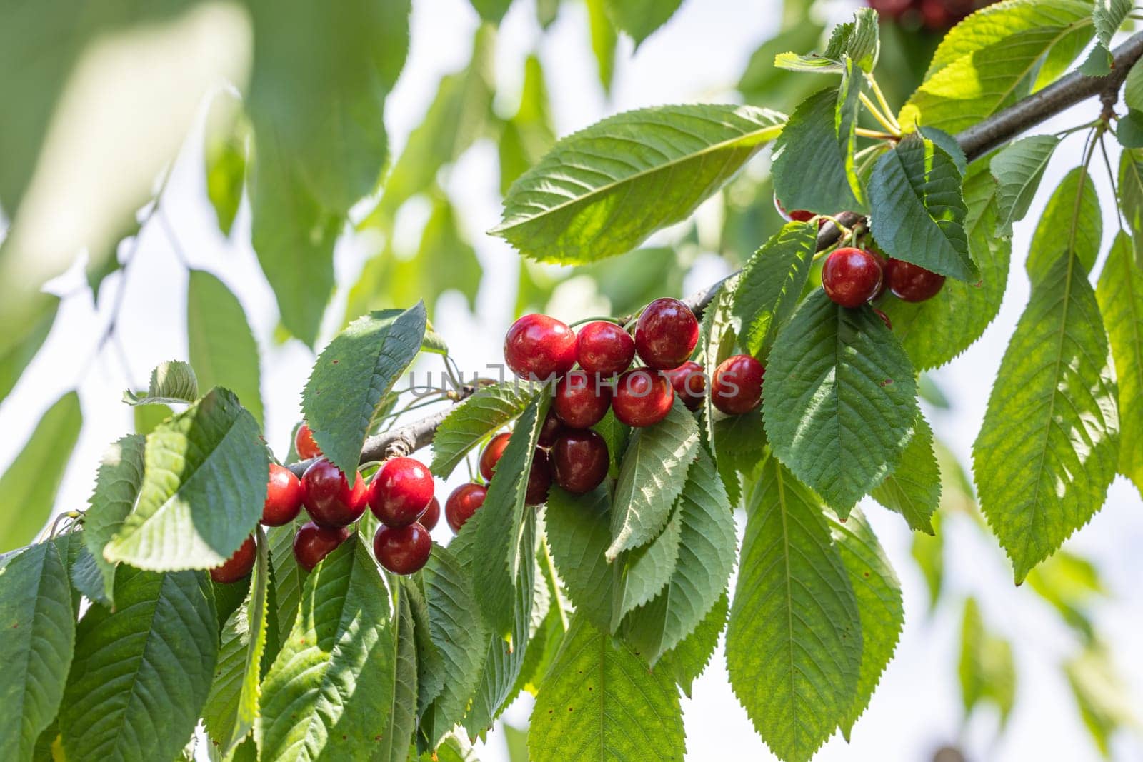 Clusters of ripe red cherries hang from a cherry tree branch, ready for harvest in a sunny orchard