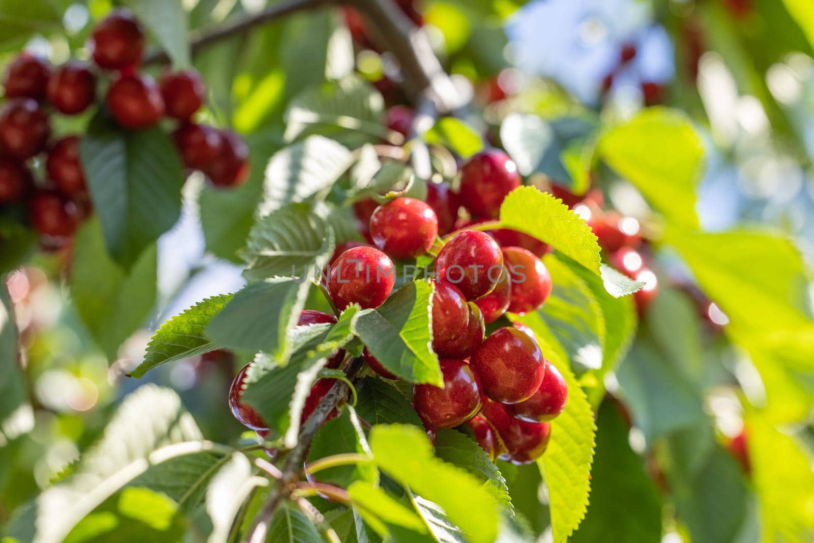 Clusters of ripe red cherries growing on a cherry tree branch, surrounded by vibrant green leaves, ready for harvest