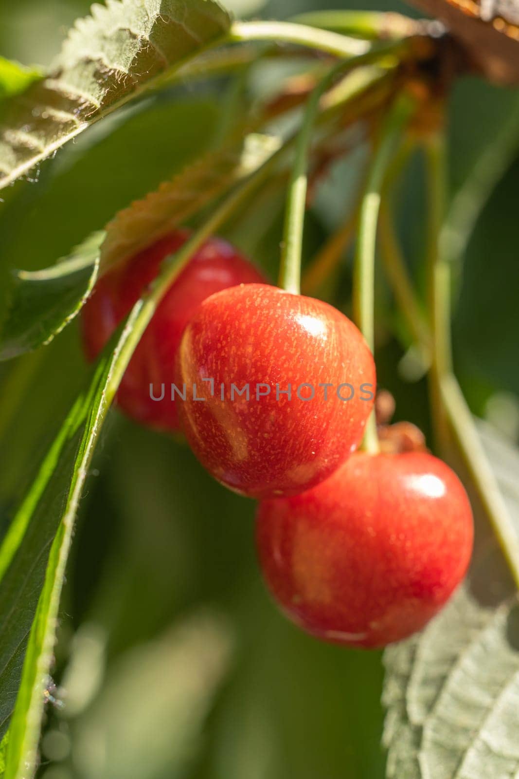 Close-up of ripe red cherries hanging on a branch, illuminated by sunlight in a lush orchard