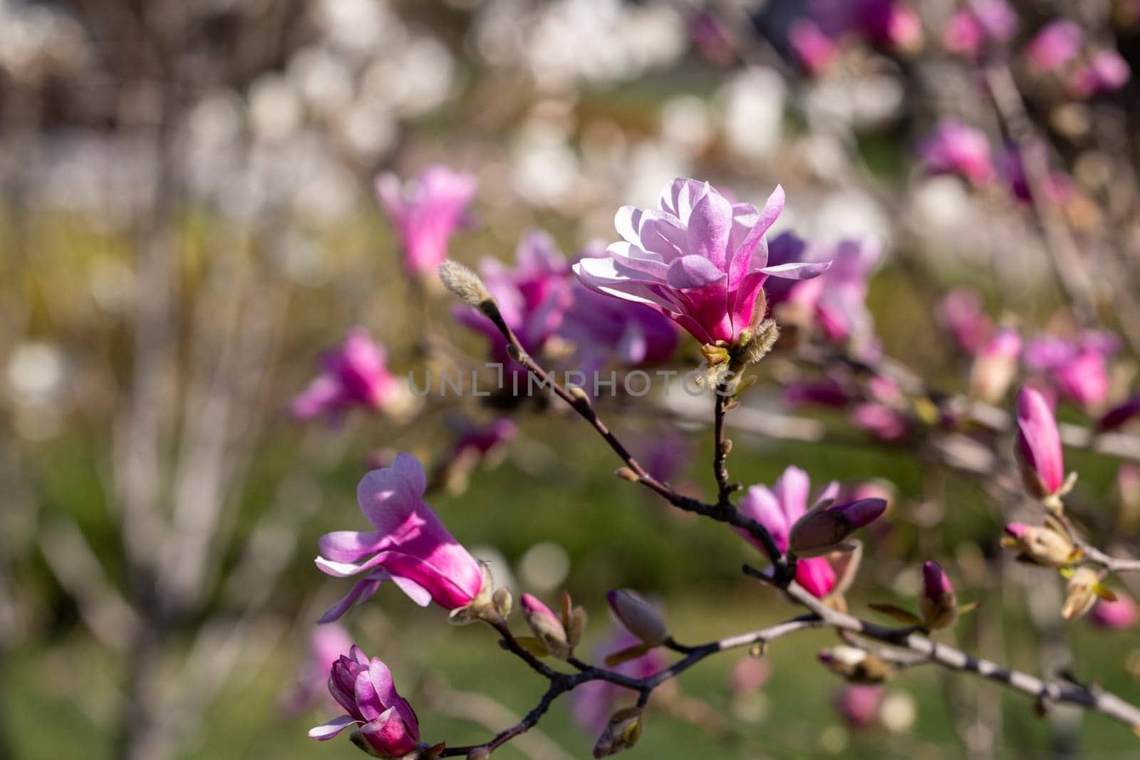 Pink magnolia flowers are blooming on a branch in spring, with a blurred background of other flowers and trees