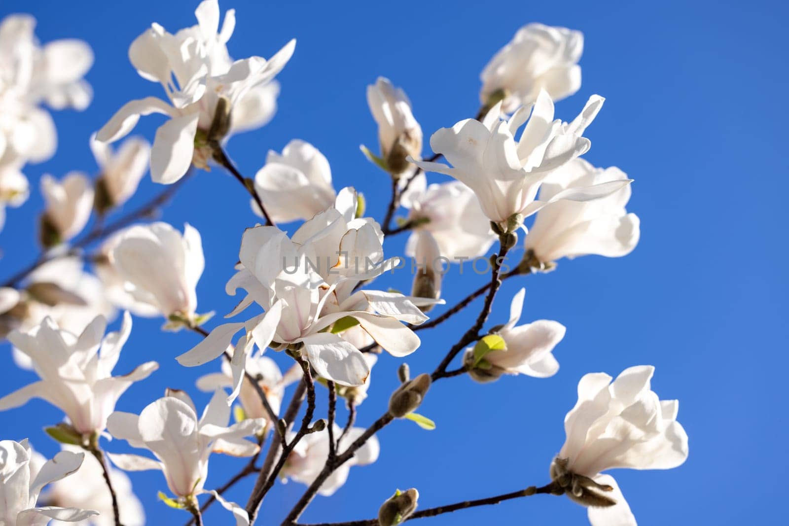 Magnolia tree branch with beautiful white flowers blooming against a vibrant clear blue sky, capturing the essence of spring