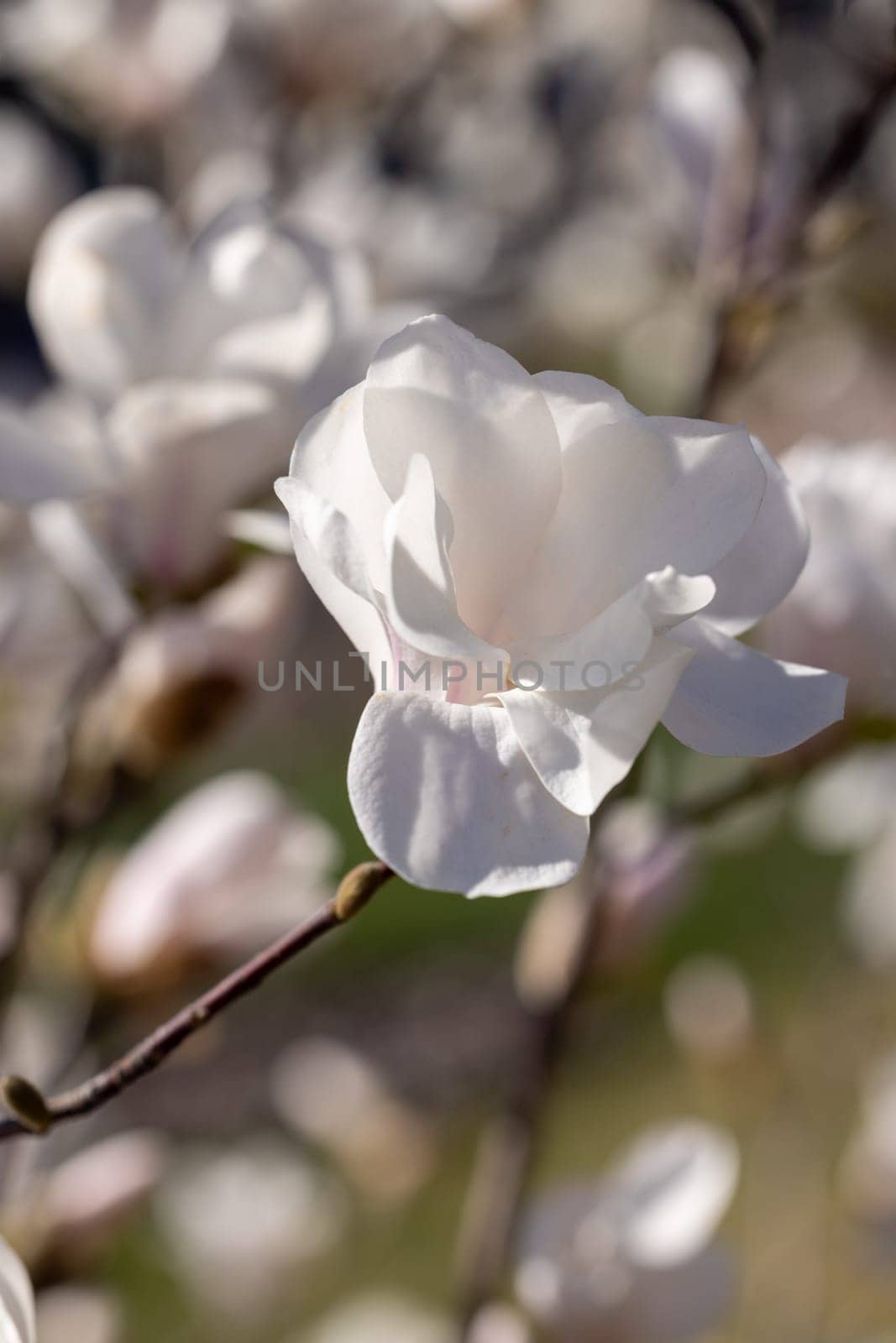 Close up of a delicate white magnolia flower blooming on a branch, illuminated by warm spring sunlight, with a soft blurred background of other blossoms