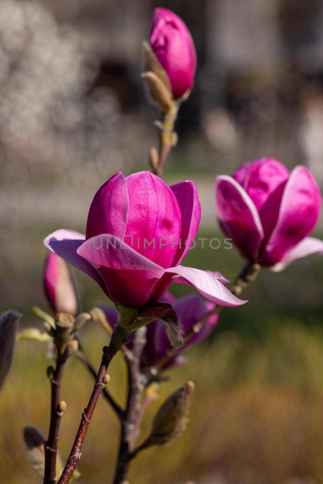 Magnolia tree blossoms bursting with vibrant pink petals, celebrating the arrival of spring and bringing beauty to the garden