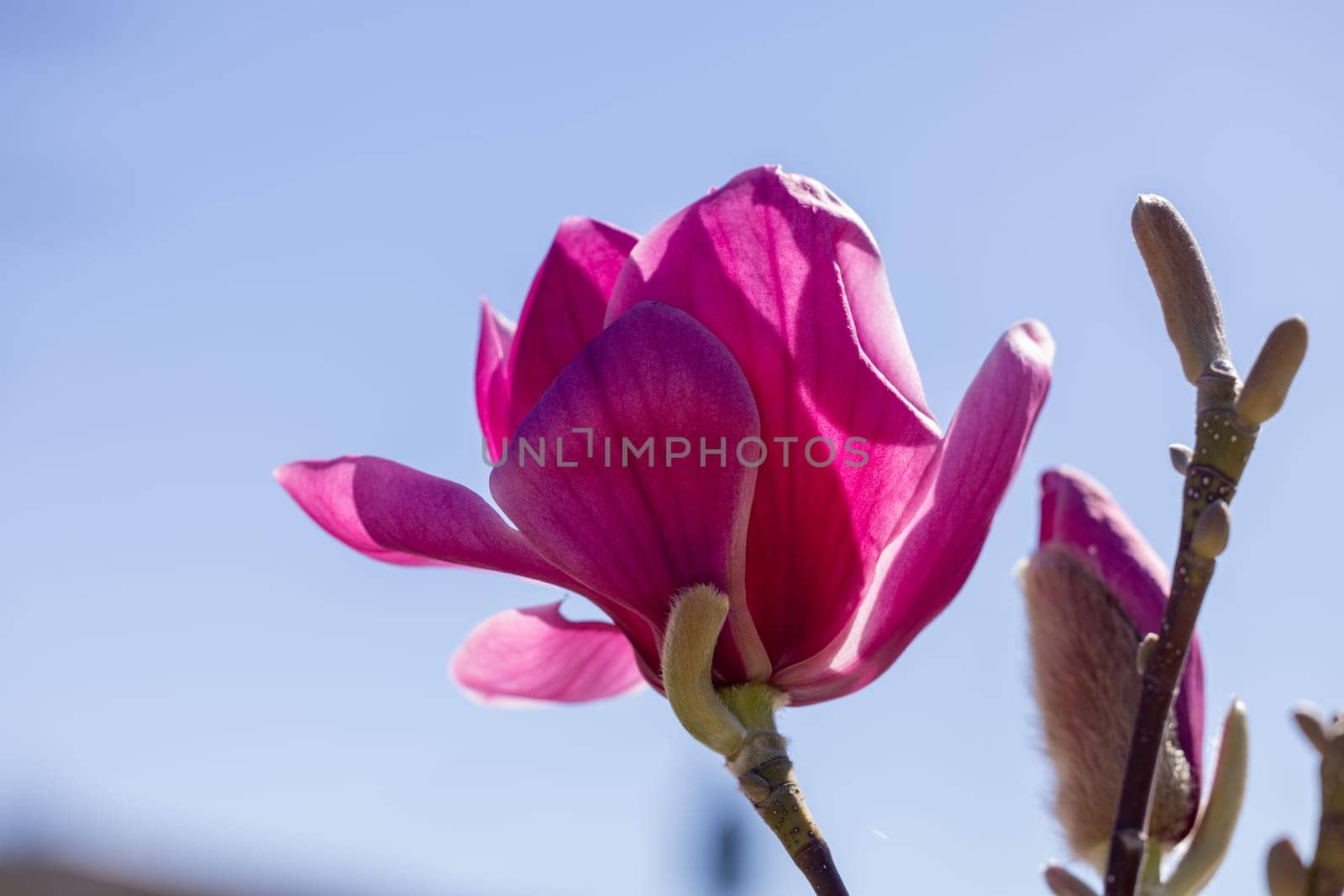 Pink magnolia flower blooming under a clear blue sky, displaying the beauty of nature in spring