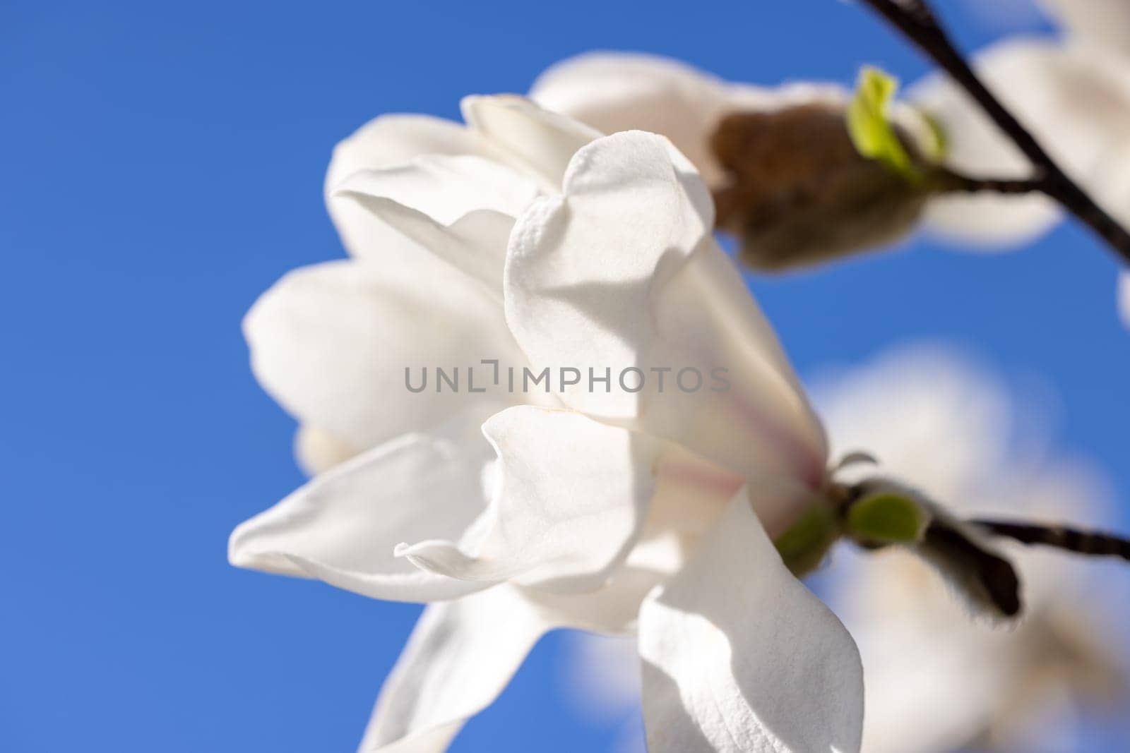 Close-up of a delicate white magnolia flower blooming against a vibrant blue sky, capturing the essence of springtime renewal and beauty in nature