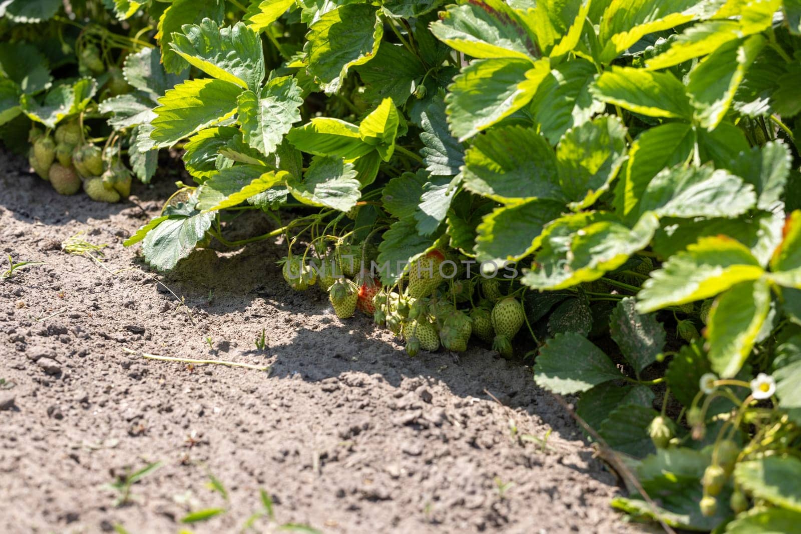 Thriving strawberry plants in a sunny field produce ripe, red fruits against green leaves, promising a bountiful harvest