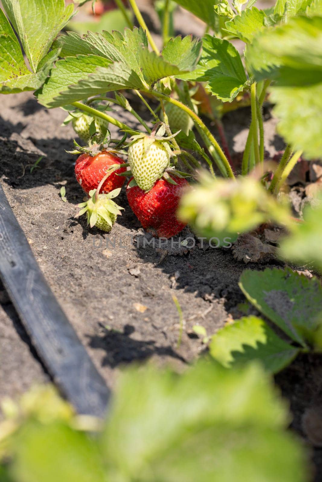 Close-up of ripe and unripe strawberries growing on a plant in a field, showcasing the drip irrigation system used for watering