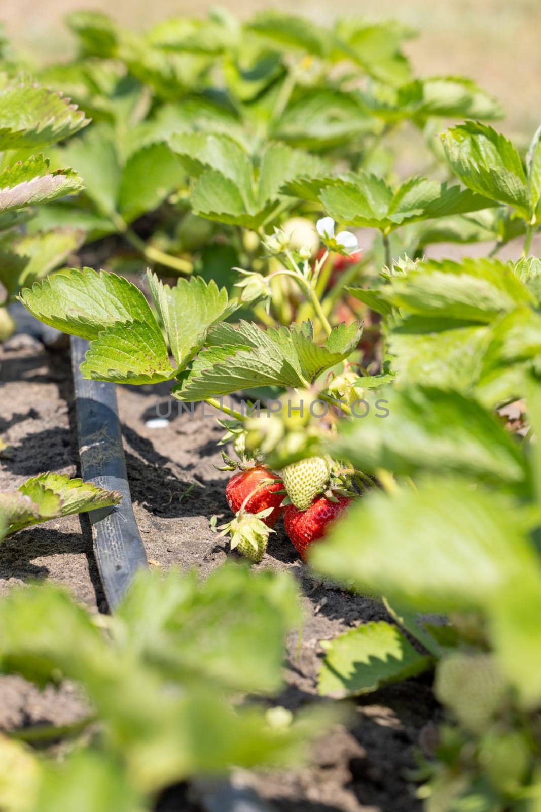 Ripe and unripe strawberries growing on a plant in a field, with a drip irrigation system providing water to the roots