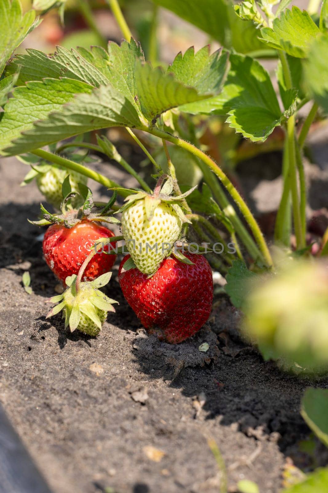 Close-up of ripe, red strawberries and unripe, green strawberries growing on a strawberry plant in a garden
