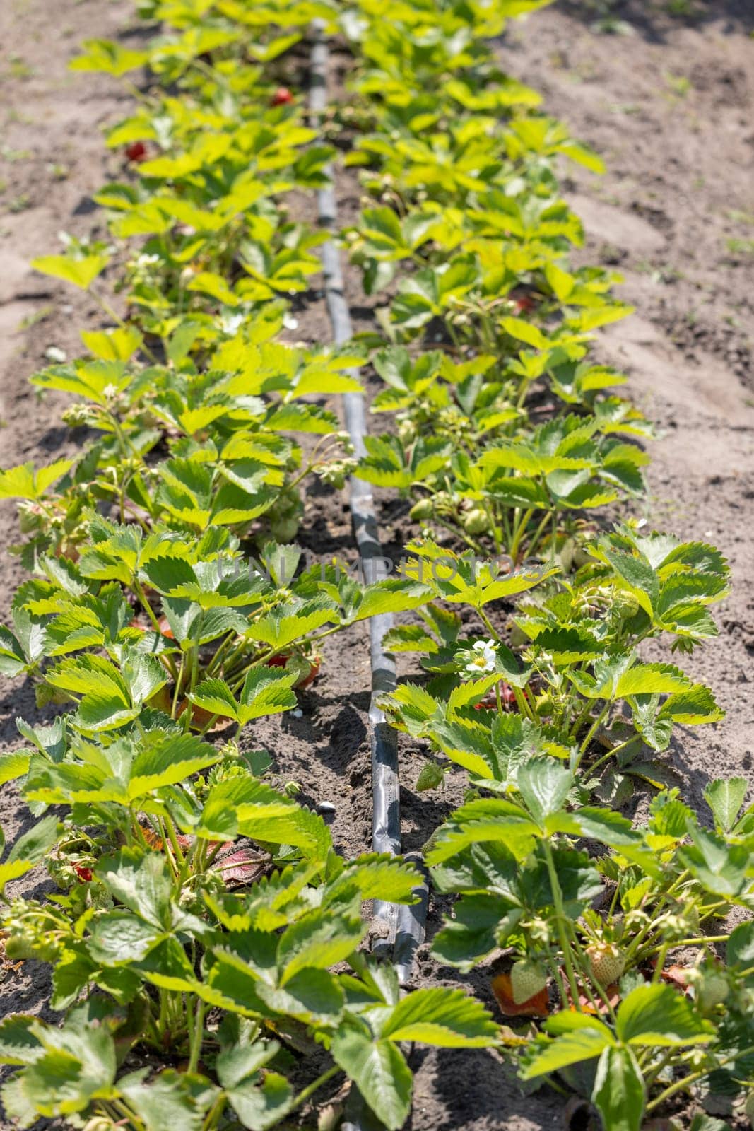 Strawberry plants growing in rows are being watered by a drip irrigation system in a sunny field, ensuring efficient hydration and optimal growth