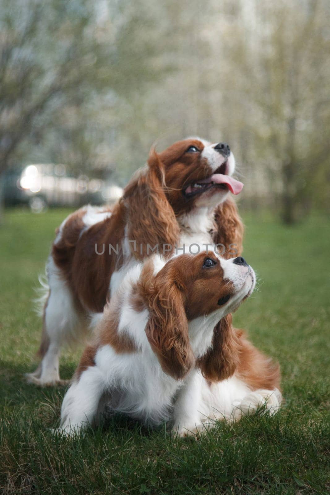 Two adult dogs of the Cavalier King Charles Spaniel breed, red and white, long-haired, in the summer outdoors on green grass in the park