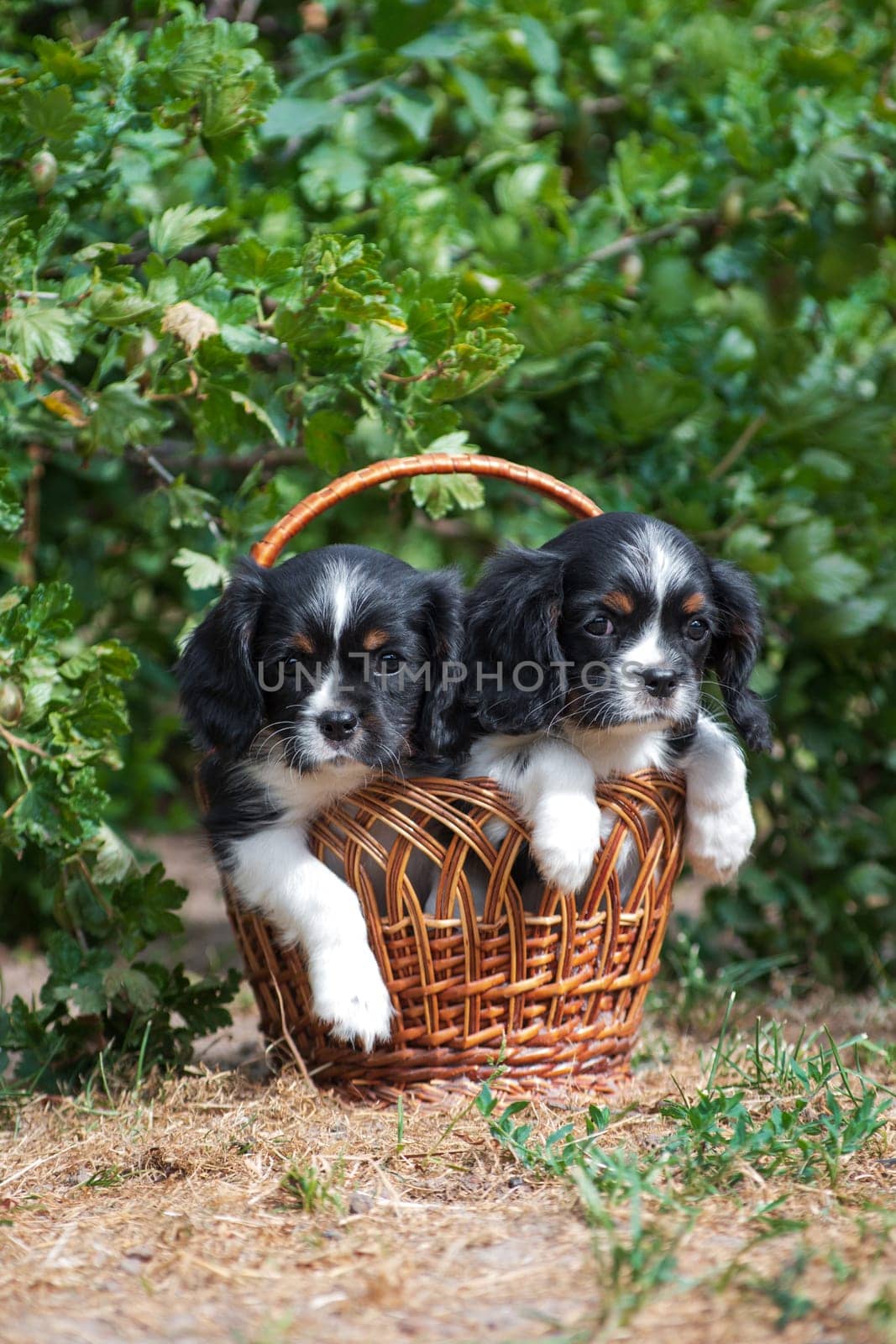 Two puppies of breed Cavalier King Charles Spaniel, black and white, long-haired, sitting in a wicker basket in the summer outdoors among a green shrub