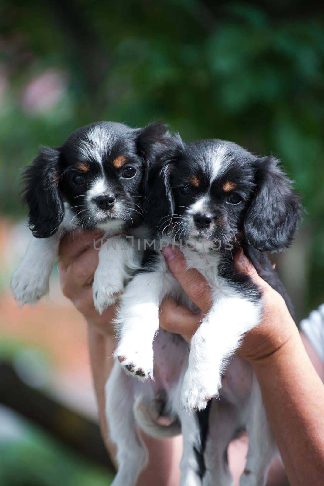 Two puppies of the Cavalier King Charles Spaniel breed, black and white, long-haired, on hands outdoors on a background of blurred greens