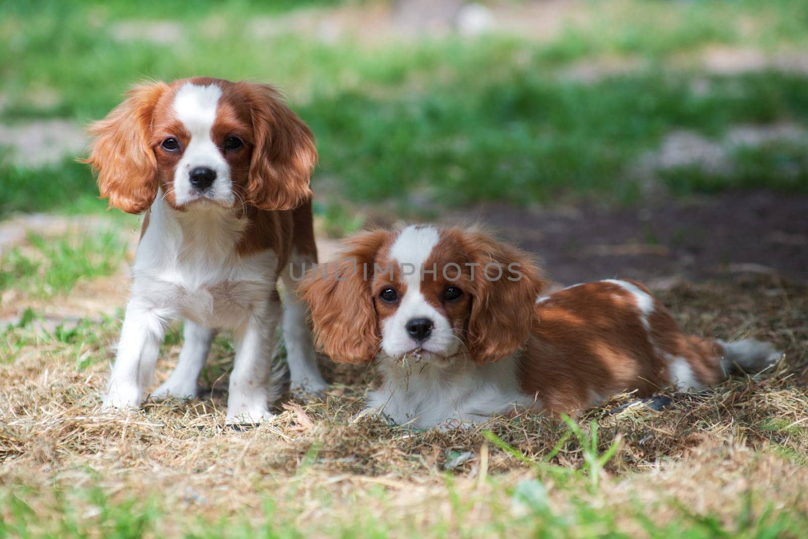 Two young dogs of the Cavalier King Charles Spaniel breed, red and white, long-haired, sitting in the summer outdoors on green grass in the country