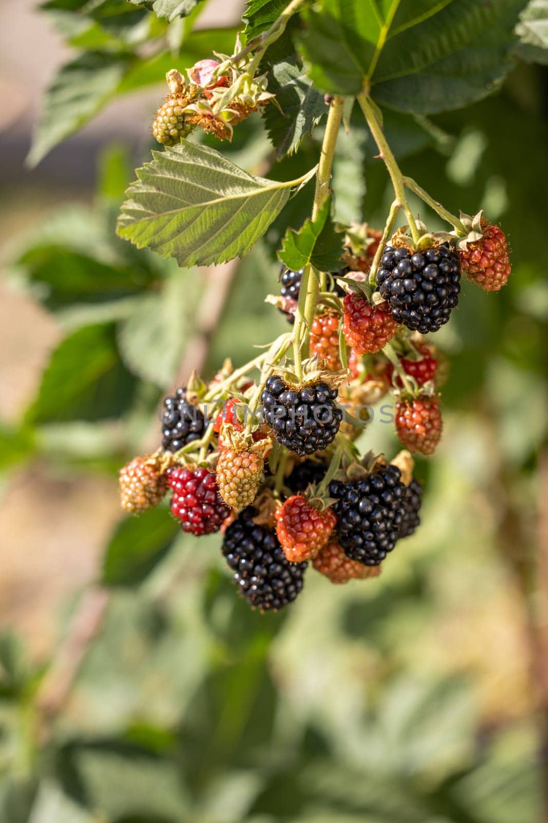 Close up of ripe and unripe blackberries growing on a branch, showcasing the different stages of ripening