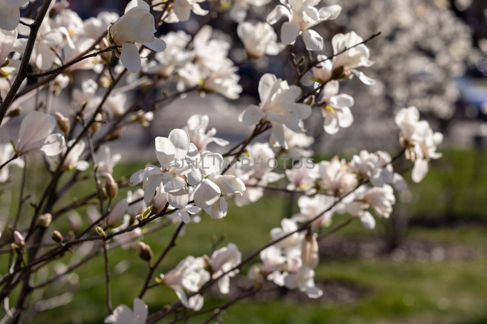 Magnolia tree branches covered with delicate white flowers, illuminated by bright spring sunlight, create a serene and beautiful natural scene
