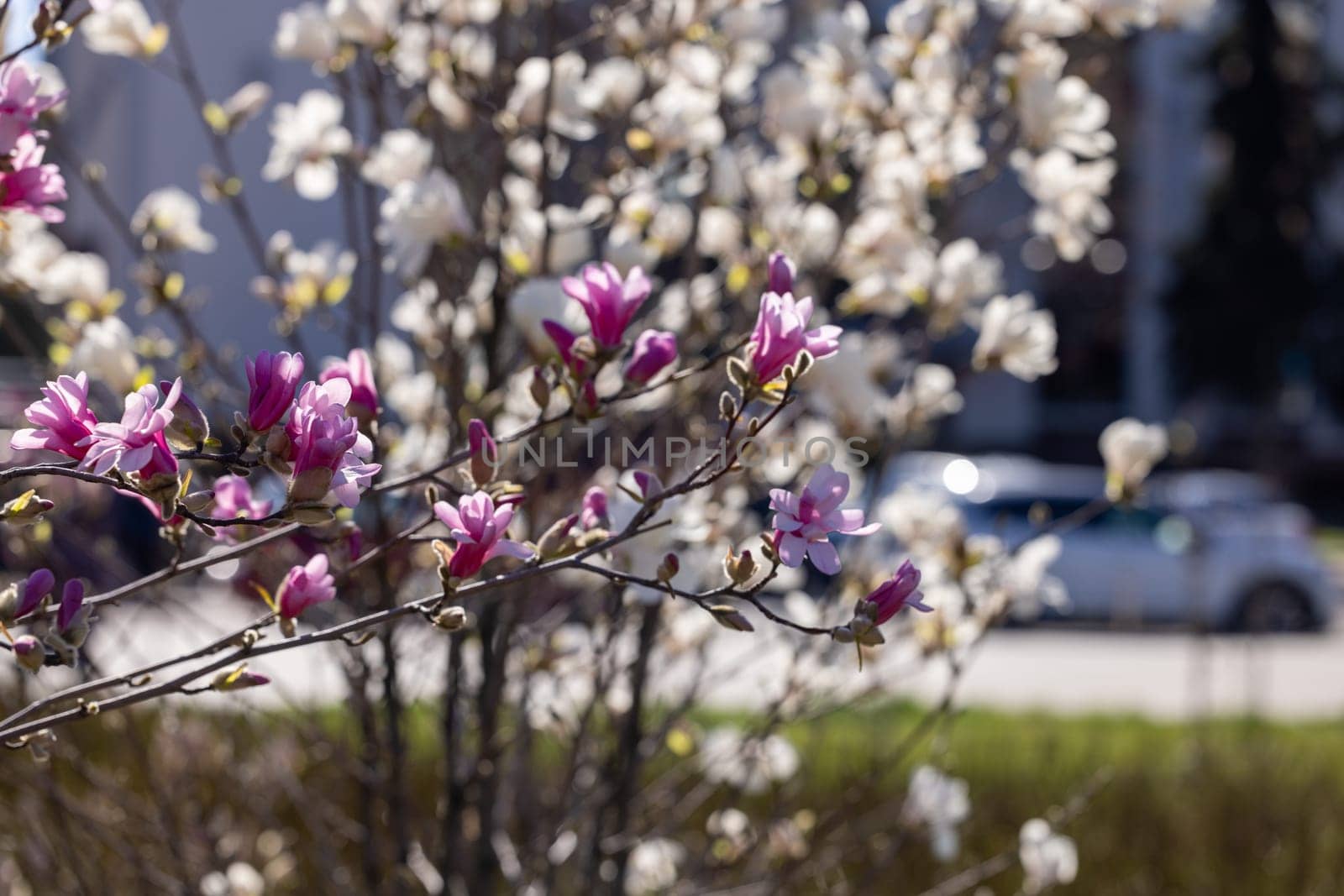 Pink and white magnolia flowers blooming on a tree branch in spring, with a blurred city street and cars in the background