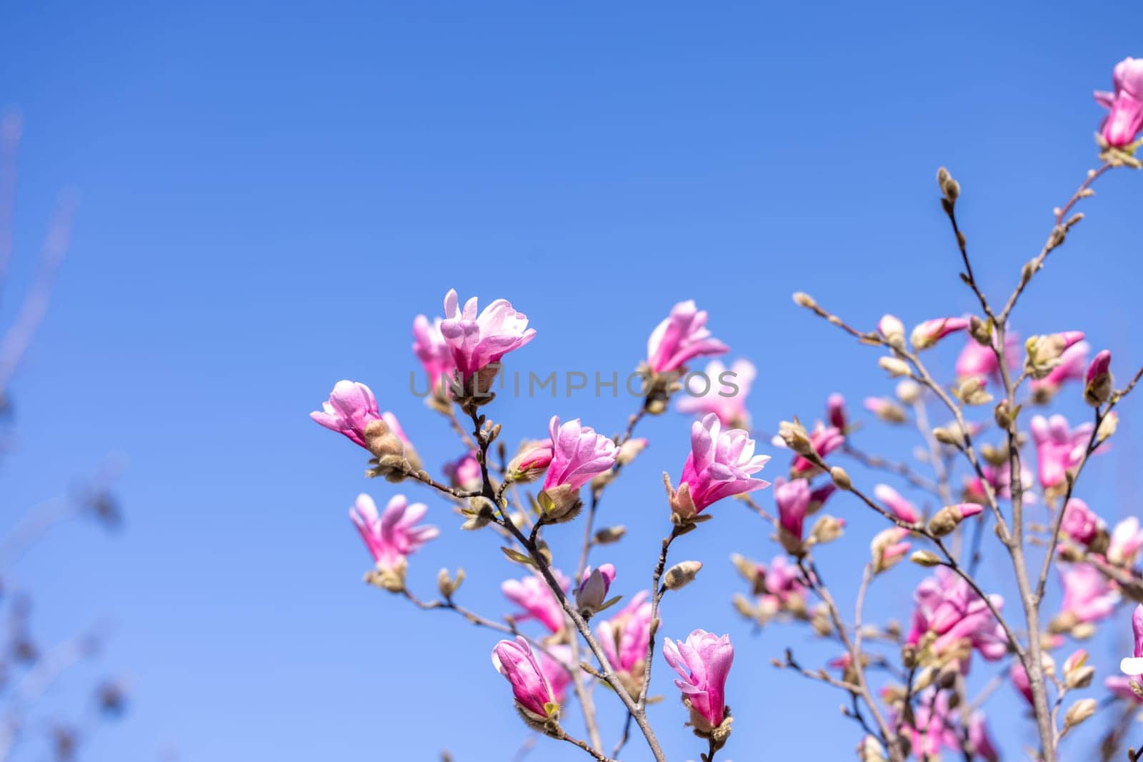 Pink magnolia flowers blooming on branches against a clear blue sky, capturing the beauty of springtime nature