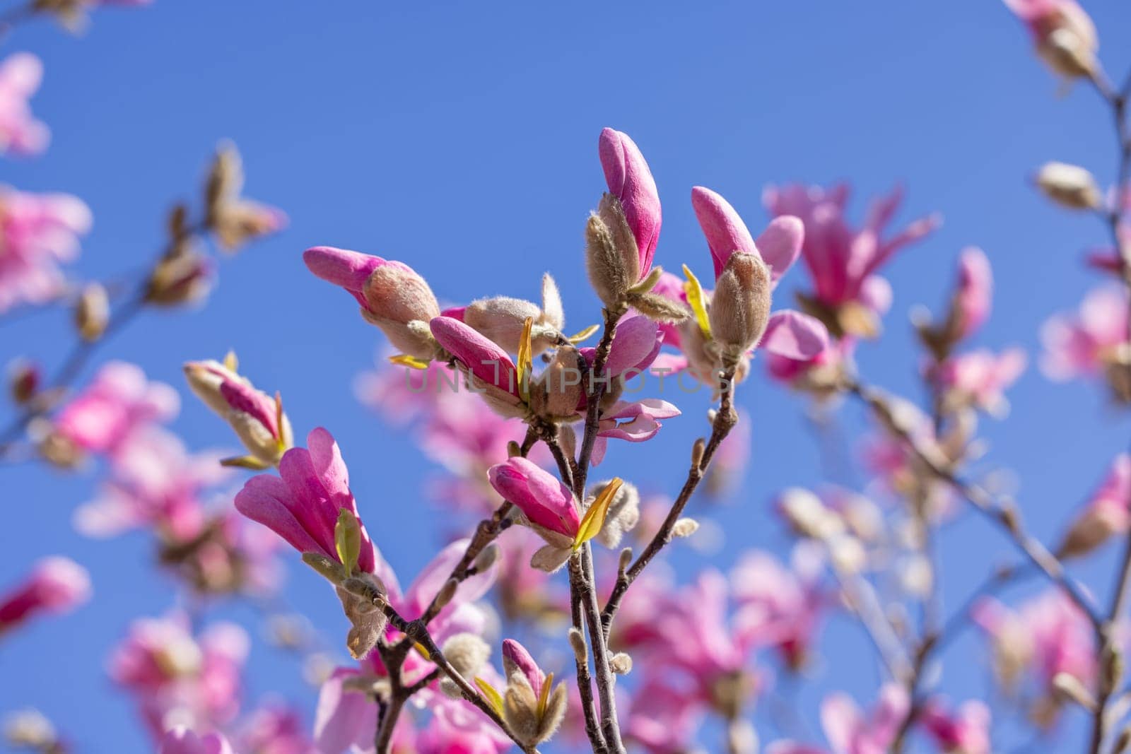 Pink magnolia flowers blooming on a tree branch against a clear blue sky, capturing the beauty of springtime nature