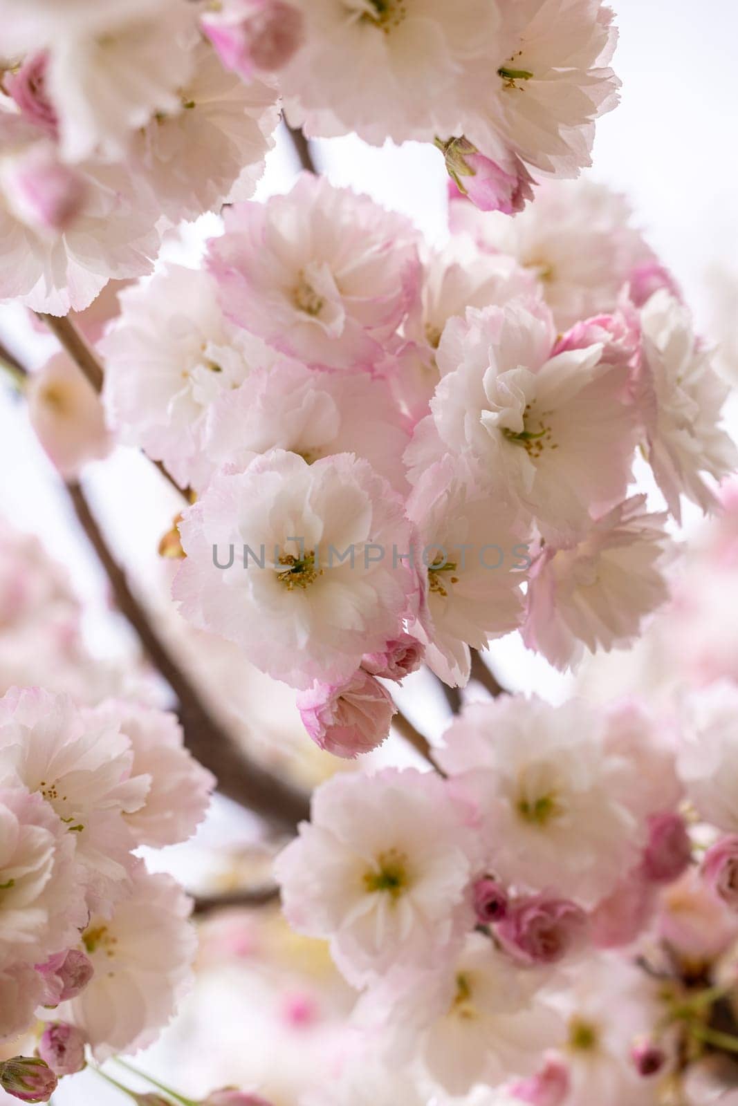 Beautiful pink cherry blossoms hanging from a tree branch, creating a stunning canopy of color against a soft blurred background