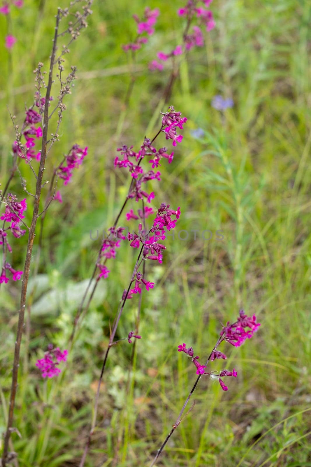 Blooming purple flowers of royal catchfly fill a vibrant green meadow under the warm sunlight of a sunny summer day