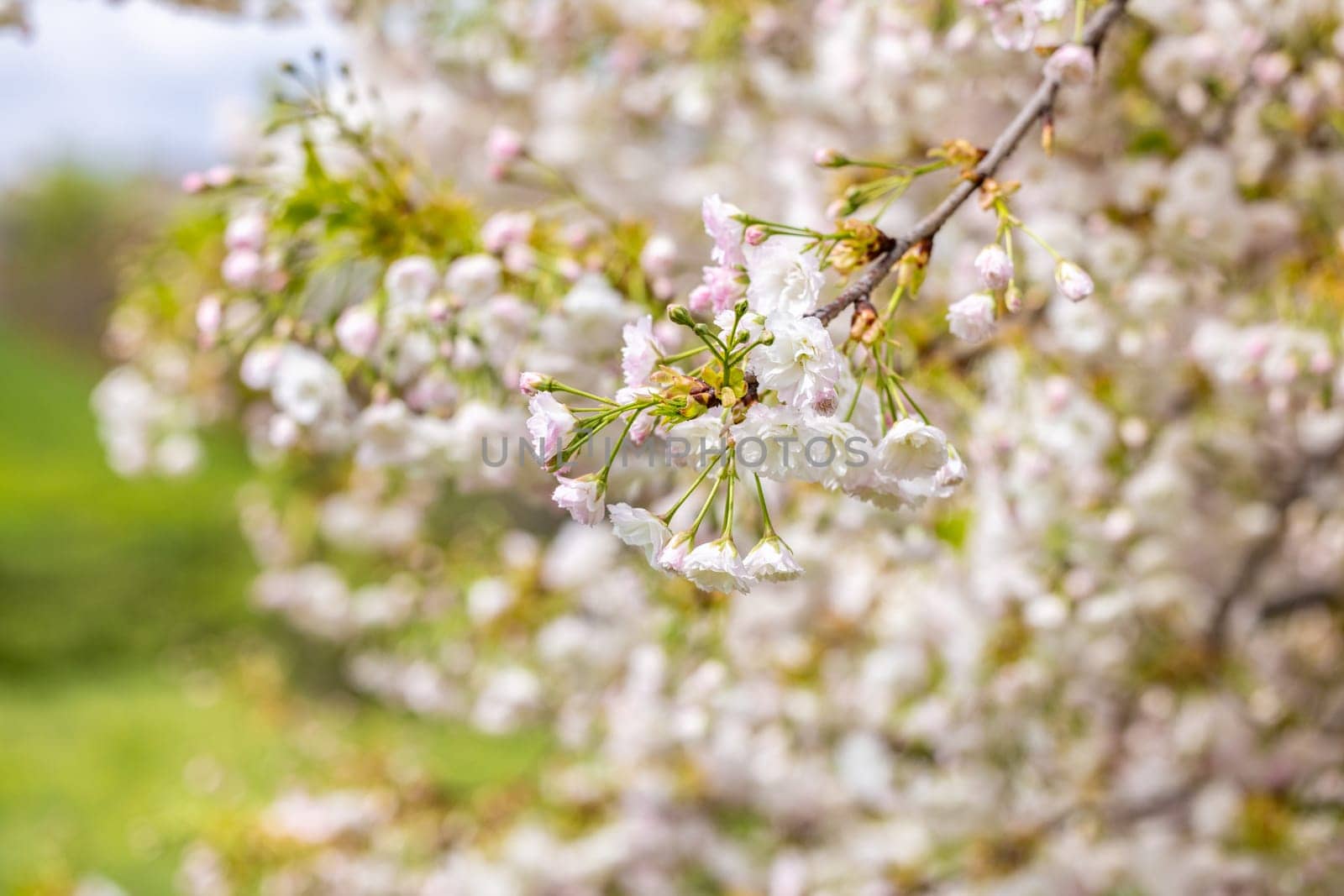 Blooming white cherry blossom flowers adorning a branch in spring, surrounded by a softly blurred background, creating a serene atmosphere
