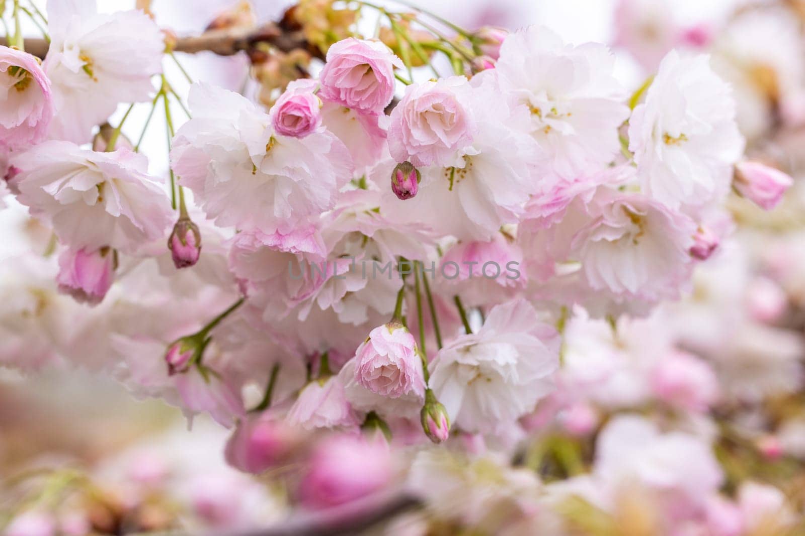 Delicate pink and white sakura flowers hanging from branches, creating a beautiful canopy in a springtime scene