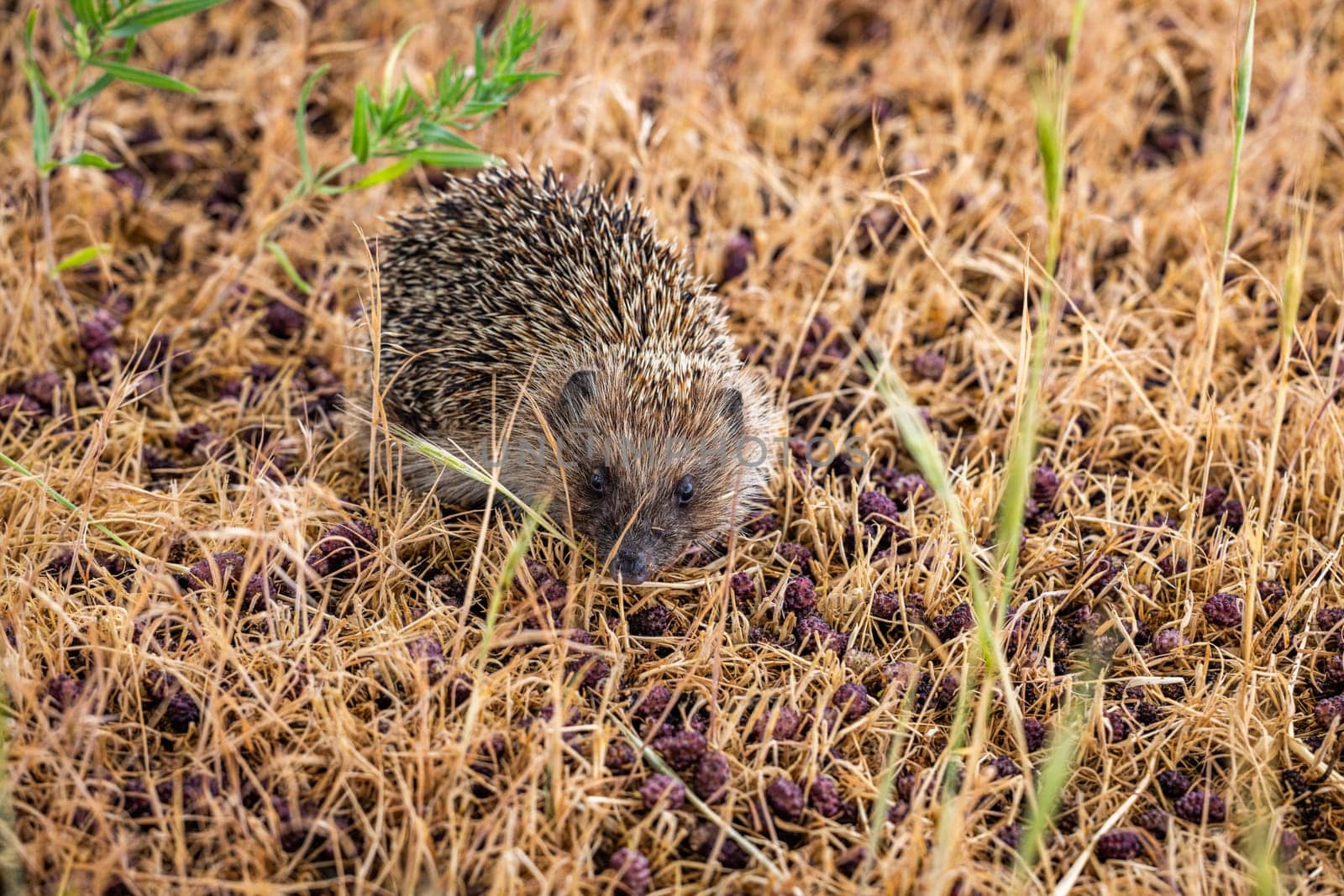 European hedgehog exploring dry grass field covered with berries, searching for food in natural habitat