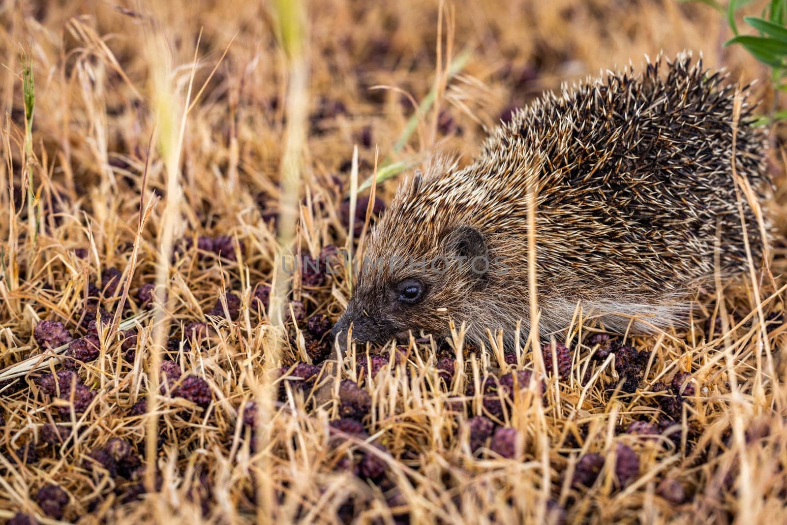 European hedgehog foraging for food among dry grass scattered with fallen berries, showcasing its natural behavior in a vibrant autumn setting