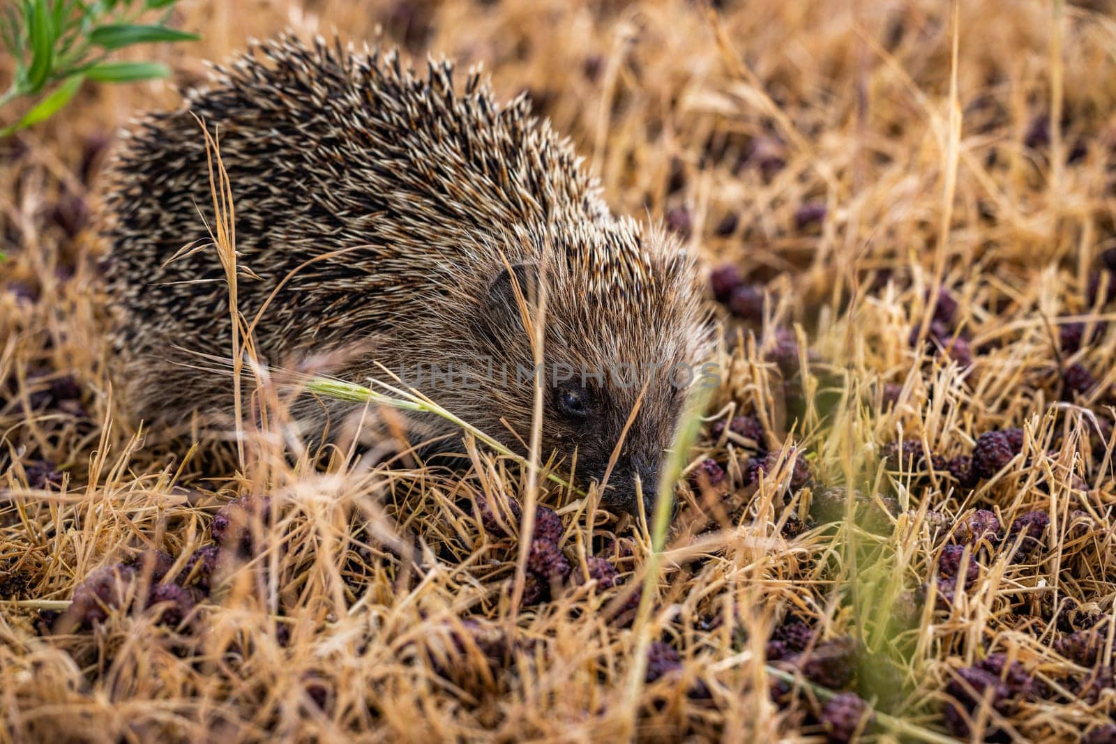 European hedgehog foraging for food among dry grass scattered with fallen berries, highlighting the beauty of autumn's natural bounty
