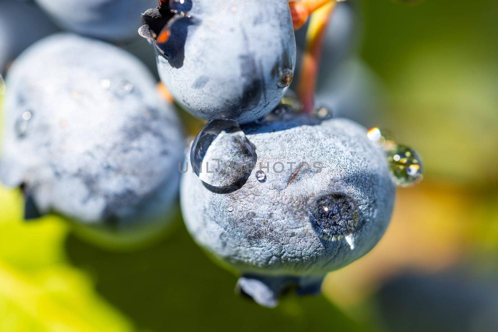 Close up of ripe blueberries covered in glistening water droplets, capturing the essence of freshness and the beauty of nature's bounty