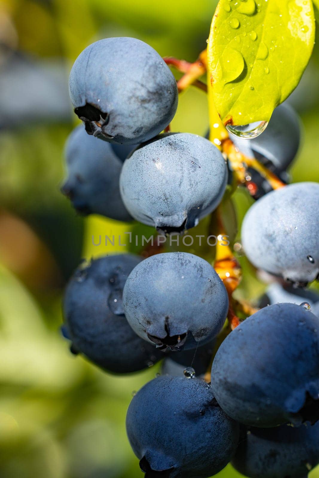 Close up of ripe blueberries growing on a bush, covered with glistening water droplets from morning dew or rain