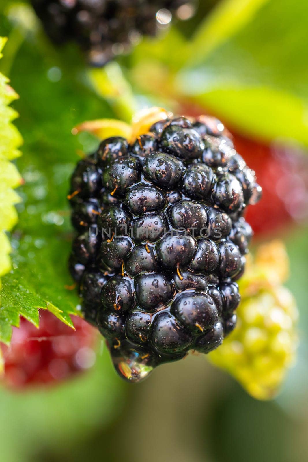 Close up of a ripe blackberry growing on a branch, with a drop of water about to fall, showcasing the freshness and natural beauty of the fruit